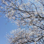 桜の季節、 皆さま 春を満喫なさっていますか？